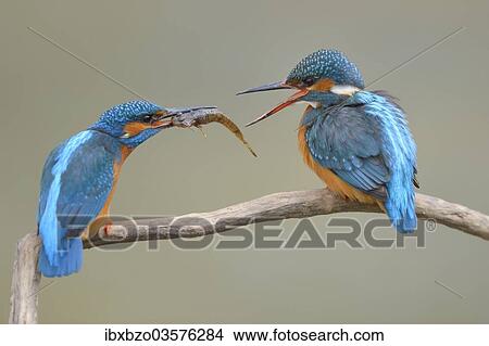 "Kingfishers (Alcedo atthis), male passing little fish on to female, courtship feeding, Swabian Alb biosphere reserve, Baden-Wurttemberg, Germany, Europe" View Large Photo Image Picture - "Kingfishers (Alcedo atthis), male passing little fish on to female, courtship feeding, Swabian Alb biosphere reserve, Baden-Wurttemberg, Germany, Europe". Fotosearch