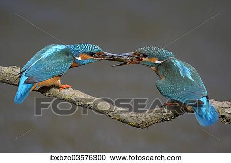 "Kingfishers (Alcedo atthis), male passing little fish on to female, courtship feeding, Swabian Alb biosphere reserve, Baden-Wurttemberg, Germany, Europe" View Large Photo Image Stock Image - "Kingfishers (Alcedo atthis), male passing little fish on to female, courtship feeding, Swabian Alb biosphere reserve, Baden-Wurttemberg, Germany, Europe". Fotosearch