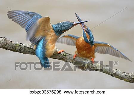 "Kingfishers (Alcedo atthis), two females fighting over breeding place, Swabian Alb biosphere reserve, Baden-Wurttemberg, Germany, Europe" View Large Photo Image Stock Photo - "Kingfishers (Alcedo atthis), two females fighting over breeding place, Swabian Alb biosphere reserve, Baden-Wurttemberg, Germany, Europe". Fotosearch