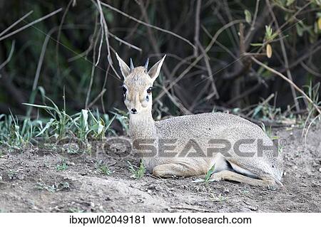 "Kirk's Dik-dik (Madoqua Kirki), an African dwarf antelope, Lake Manyara National Park, Tanzania, Africa" View Large Photo Image Stock Image - "Kirk's Dik-dik (Madoqua Kirki), an African dwarf antelope, Lake Manyara National Park, Tanzania, Africa". Fotosearch