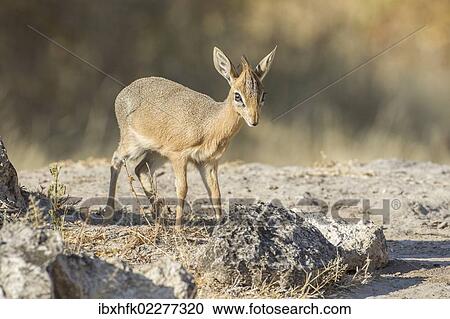 "Kirk's dik-dik (Madoqua kirki), Etosha National Park, Namibia, Africa" View Large Photo Image Stock Image - "Kirk's dik-dik (Madoqua kirki), Etosha National Park, Namibia, Africa". Fotosearch