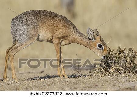 "Kirk's dik-dik (Madoqua kirki), Etosha National Park, Namibia, Africa" View Large Photo Image Stock Image - "Kirk's dik-dik (Madoqua kirki), Etosha National Park, Namibia, Africa". Fotosearch