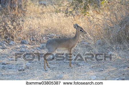 "Kirk's dik-dik (Madoqua kirki), Etosha National Park, Namibia, Africa" View Large Photo Image Stock Photo - "Kirk's dik-dik (Madoqua kirki), Etosha National Park, Namibia, Africa". Fotosearch
