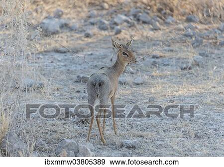 "Kirk's dik-dik (Madoqua kirki), Etosha National Park, Namibia, Africa" View Large Photo Image Stock Photo - "Kirk's dik-dik (Madoqua kirki), Etosha National Park, Namibia, Africa". Fotosearch