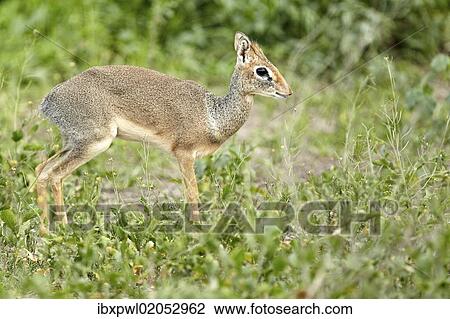 "Kirk's Dik-dik (Madoqua Kirki), African dwarf antelope, Serengeti, Tanzania, Africa" View Large Photo Image Stock Image - "Kirk's Dik-dik (Madoqua Kirki), African dwarf antelope, Serengeti, Tanzania, Africa". Fotosearch
