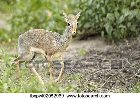 "Kirk's Dik-dik (Madoqua Kirki), African dwarf antelope, Serengeti, Tanzania, Africa" View Large Photo Image Stock Photo - "Kirk's Dik-dik (Madoqua Kirki), African dwarf antelope, Serengeti, Tanzania, Africa". Fotosearch