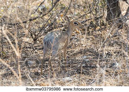 "Kirk's Dik-dik (Madoqua kirkii) in the brush, Etosha National Park, Namibia, Africa" View Large Photo Image Stock Photograph - "Kirk's Dik-dik (Madoqua kirkii) in the brush, Etosha National Park, Namibia, Africa". Fotosearch