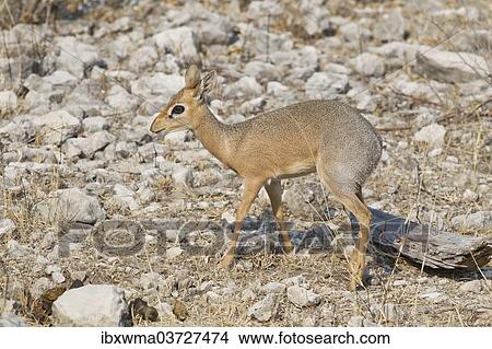 "Kirk's Dik-dik (Madoqua kirkii), Etosha National Park, Namibia, Africa" View Large Photo Image Picture - "Kirk's Dik-dik (Madoqua kirkii), Etosha National Park, Namibia, Africa". Fotosearch