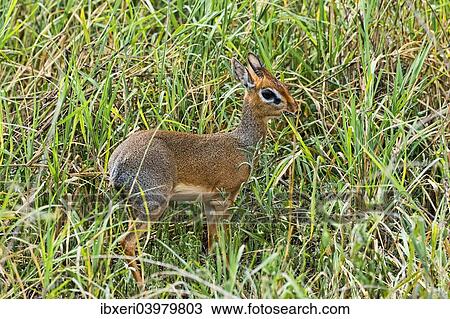"Kirk's Dik-dik (Madoqua kirkii), Tarangire, Tanzania, Africa" View Large Photo Image Stock Image - "Kirk's Dik-dik (Madoqua kirkii), Tarangire, Tanzania, Africa". Fotosearch