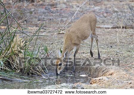 "Kirk's Dik-dik (Madoqua kirkii), drinking water, Etosha National Park, Namibia, Africa" View Large Photo Image Stock Image - "Kirk's Dik-dik (Madoqua kirkii), drinking water, Etosha National Park, Namibia, Africa". Fotosearch