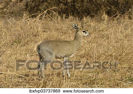 "Kirk's Dik-dik (Madoqua kirkii), Serengeti National Park, Serengeti, Tanzania, Africa" View Large Photo Image Stock Photo - "Kirk's Dik-dik (Madoqua kirkii), Serengeti National Park, Serengeti, Tanzania, Africa". Fotosearch