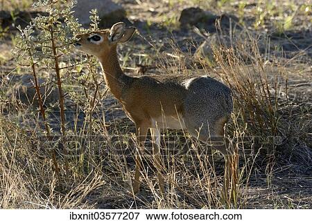 "Kirk's Dik-dik (Madoqua kirkii), Erongo Region, Namibia, Africa" View Large Photo Image Stock Photo - "Kirk's Dik-dik (Madoqua kirkii), Erongo Region, Namibia, Africa". Fotosearch