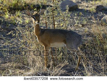 "Kirk's Dik-dik (Madoqua kirkii), Erongo Region, Namibia, Africa" View Large Photo Image Stock Photo - "Kirk's Dik-dik (Madoqua kirkii), Erongo Region, Namibia, Africa". Fotosearch