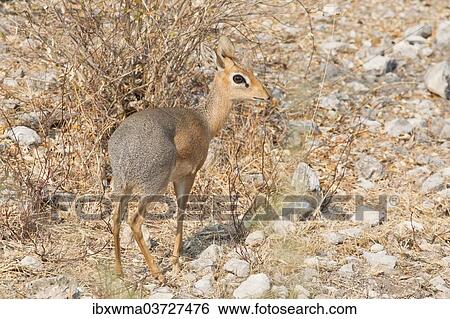 "Kirk's Dik-dik (Madoqua kirkii), Etosha National Park, Namibia, Africa" View Large Photo Image Stock Photograph - "Kirk's Dik-dik (Madoqua kirkii), Etosha National Park, Namibia, Africa". Fotosearch