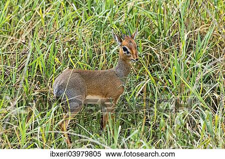 "Kirk's Dik-dik (Madoqua kirkii), Tarangire, Tanzania, Africa" View Large Photo Image Stock Photography - "Kirk's Dik-dik (Madoqua kirkii), Tarangire, Tanzania, Africa". Fotosearch