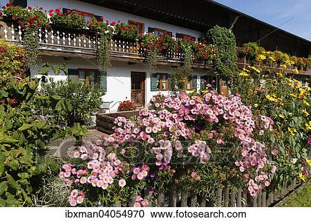 "Kitchen garden with asters, Gaissach, Isarwinkel, Upper Bavaria, Bavaria, Germany, Europe" View Large Photo Image Stock Image - "Kitchen garden with asters, Gaissach, Isarwinkel, Upper Bavaria, Bavaria, Germany, Europe". Fotosearch