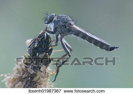 "Kite-tailed Robber Fly (Tolmerus atricapillus), Haren, Emsland region, Lower Saxony, Germany, Europe" View Large Photo Image Stock Photo - "Kite-tailed Robber Fly (Tolmerus atricapillus), Haren, Emsland region, Lower Saxony, Germany, Europe". Fotosearch