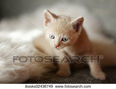 "Kitten, 6 weeks, lying on a sofa" View Large Photo Image Stock Photo - "Kitten, 6 weeks, lying on a sofa". Fotosearch