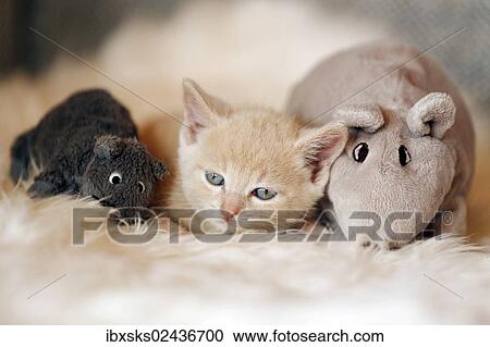 "Kitten, 6 weeks, lying on a sofa with soft toys" View Large Photo Image Stock Image - "Kitten, 6 weeks, lying on a sofa with soft toys". Fotosearch