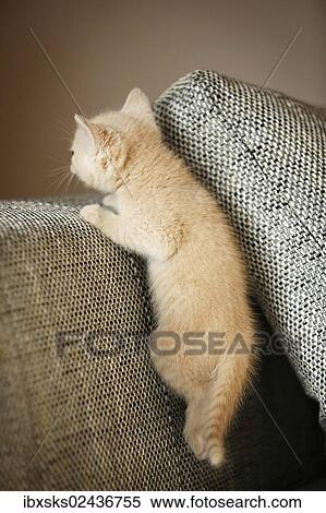 "Kitten, 6 weeks, on a sofa" View Large Photo Image Stock Photography - "Kitten, 6 weeks, on a sofa". Fotosearch