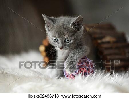 "Kitten, 6 weeks, playing on a sofa" View Large Photo Image Stock Photo - "Kitten, 6 weeks, playing on a sofa". Fotosearch