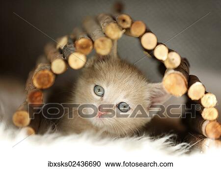 "Kitten, 6 weeks, playing" View Large Photo Image Stock Image - "Kitten, 6 weeks, playing". Fotosearch
