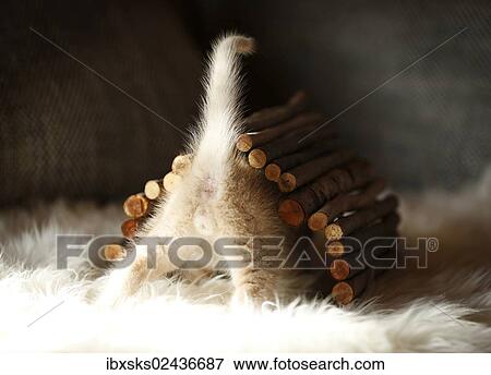 "Kitten, 6 weeks, playing" View Large Photo Image Stock Photo - "Kitten, 6 weeks, playing". Fotosearch
