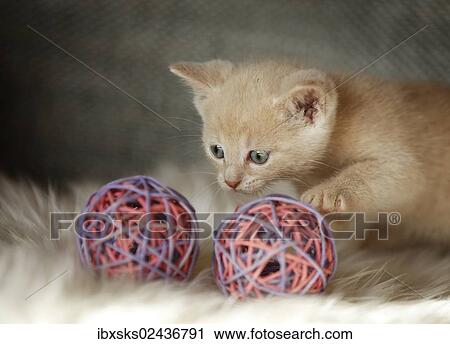 Stock Image - "Kitten, 6 weeks, playing with a toy on a sofa". Fotosearch