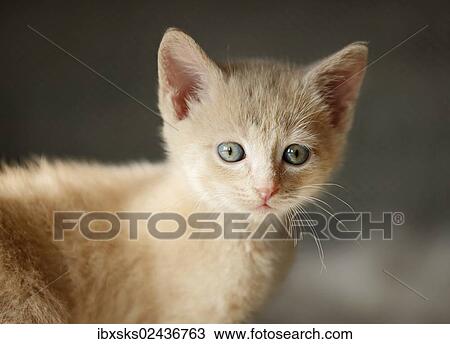 "Kitten, 6 weeks, portrait" View Large Photo Image Stock Image - "Kitten, 6 weeks, portrait". Fotosearch