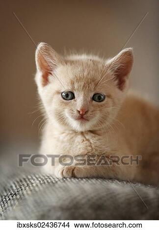 "Kitten, 6 weeks, sitting on a sofa" View Large Photo Image Picture - "Kitten, 6 weeks, sitting on a sofa". Fotosearch