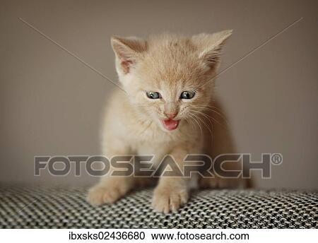 "Kitten, 6 weeks, sitting on a sofa" View Large Photo Image Stock Image - "Kitten, 6 weeks, sitting on a sofa". Fotosearch
