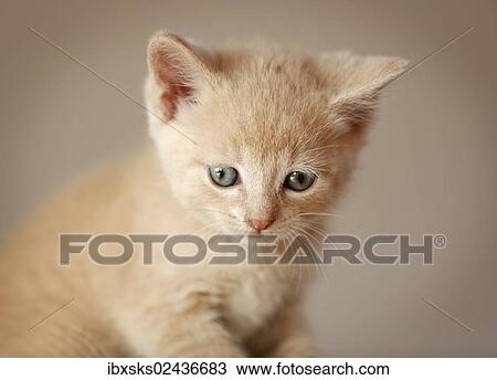 "Kitten, 6 weeks, sitting on a sofa" View Large Photo Image Stock Image - "Kitten, 6 weeks, sitting on a sofa". Fotosearch