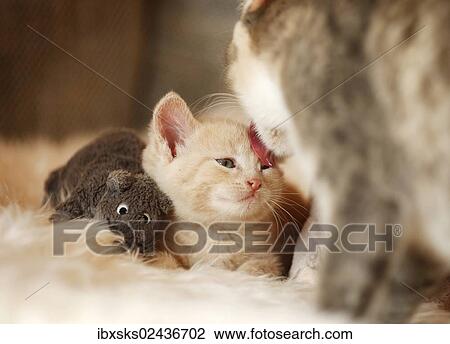 "Kitten, 6 weeks, sitting on a sofa with plush toys" View Large Photo Image Stock Image - "Kitten, 6 weeks, sitting on a sofa with plush toys". Fotosearch