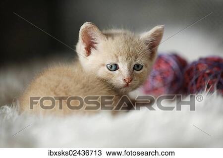 Stock Image - "Kitten, 6 weeks, sitting on a sofa". Fotosearch