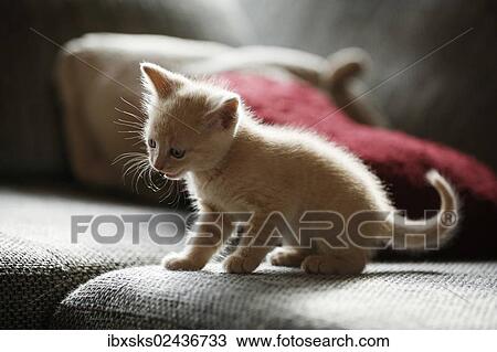 "Kitten, 6 weeks, sitting on a sofa" View Large Photo Image Stock Image - "Kitten, 6 weeks, sitting on a sofa". Fotosearch