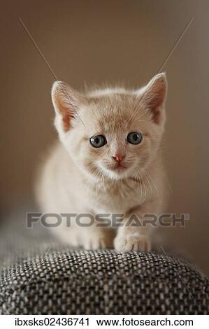 "Kitten, 6 weeks, sitting on a sofa" View Large Photo Image Stock Image - "Kitten, 6 weeks, sitting on a sofa". Fotosearch
