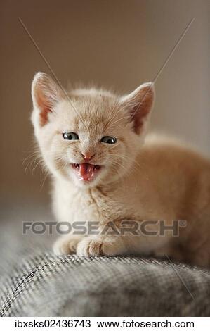 "Kitten, 6 weeks, sitting on a sofa" View Large Photo Image Stock Image - "Kitten, 6 weeks, sitting on a sofa". Fotosearch