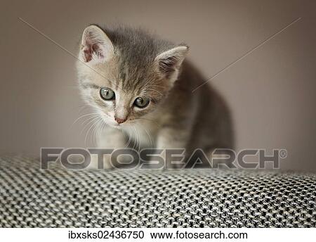"Kitten, 6 weeks, sitting on a sofa" View Large Photo Image Stock Image - "Kitten, 6 weeks, sitting on a sofa". Fotosearch