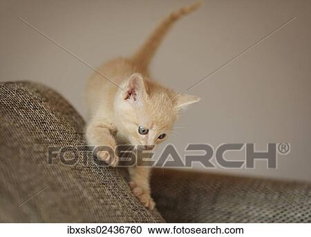 Stock Image - "Kitten, 6 weeks, sitting on a sofa". Fotosearch