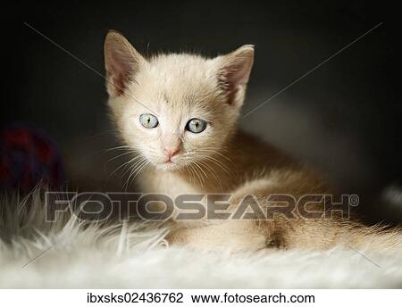 "Kitten, 6 weeks, sitting on a sofa" View Large Photo Image Stock Image - "Kitten, 6 weeks, sitting on a sofa". Fotosearch