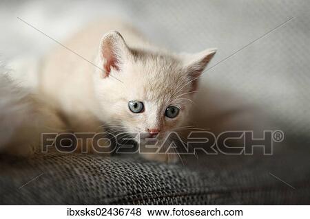 "Kitten, 6 weeks, sitting on a sofa" View Large Photo Image Stock Photo - "Kitten, 6 weeks, sitting on a sofa". Fotosearch
