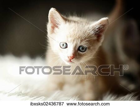 "Kitten, 6 weeks, sitting on a sofa" View Large Photo Image Stock Photo - "Kitten, 6 weeks, sitting on a sofa". Fotosearch
