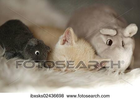 "Kitten, 6 weeks, sleeping on a sofa with soft toys" View Large Photo Image Stock Photo - "Kitten, 6 weeks, sleeping on a sofa with soft toys". Fotosearch