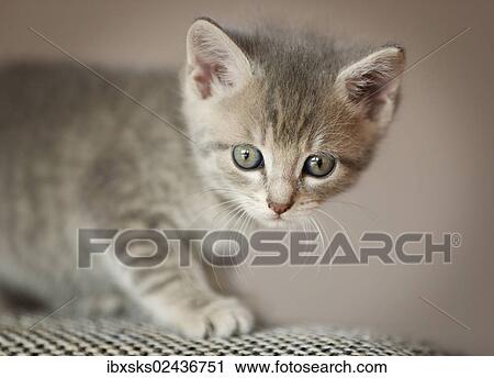 "Kitten, 6 weeks, standing on a sofa" View Large Photo Image Stock Image - "Kitten, 6 weeks, standing on a sofa". Fotosearch