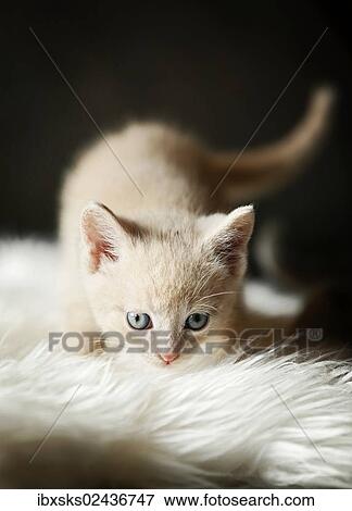 "Kitten, 6 weeks, standing on a sofa" View Large Photo Image Stock Photo - "Kitten, 6 weeks, standing on a sofa". Fotosearch