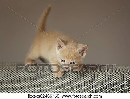 "Kitten, 6 weeks, standing on a sofa" View Large Photo Image Stock Photo - "Kitten, 6 weeks, standing on a sofa". Fotosearch