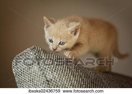 "Kitten, 6 weeks, standing on a sofa" View Large Photo Image Stock Photo - "Kitten, 6 weeks, standing on a sofa". Fotosearch