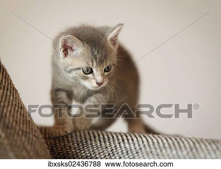"Kitten, 6 weeks, standing on a sofa" View Large Photo Image Stock Photo - "Kitten, 6 weeks, standing on a sofa". Fotosearch