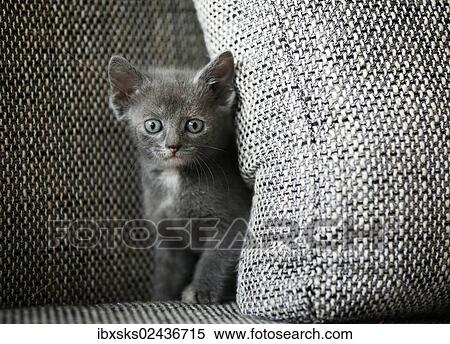 "Kitten, 6 weeks, standing on a sofa" View Large Photo Image Stock Photography - "Kitten, 6 weeks, standing on a sofa". Fotosearch