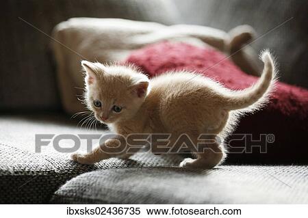"Kitten, 6 weeks, standing on a sofa" View Large Photo Image Stock Photography - "Kitten, 6 weeks, standing on a sofa". Fotosearch